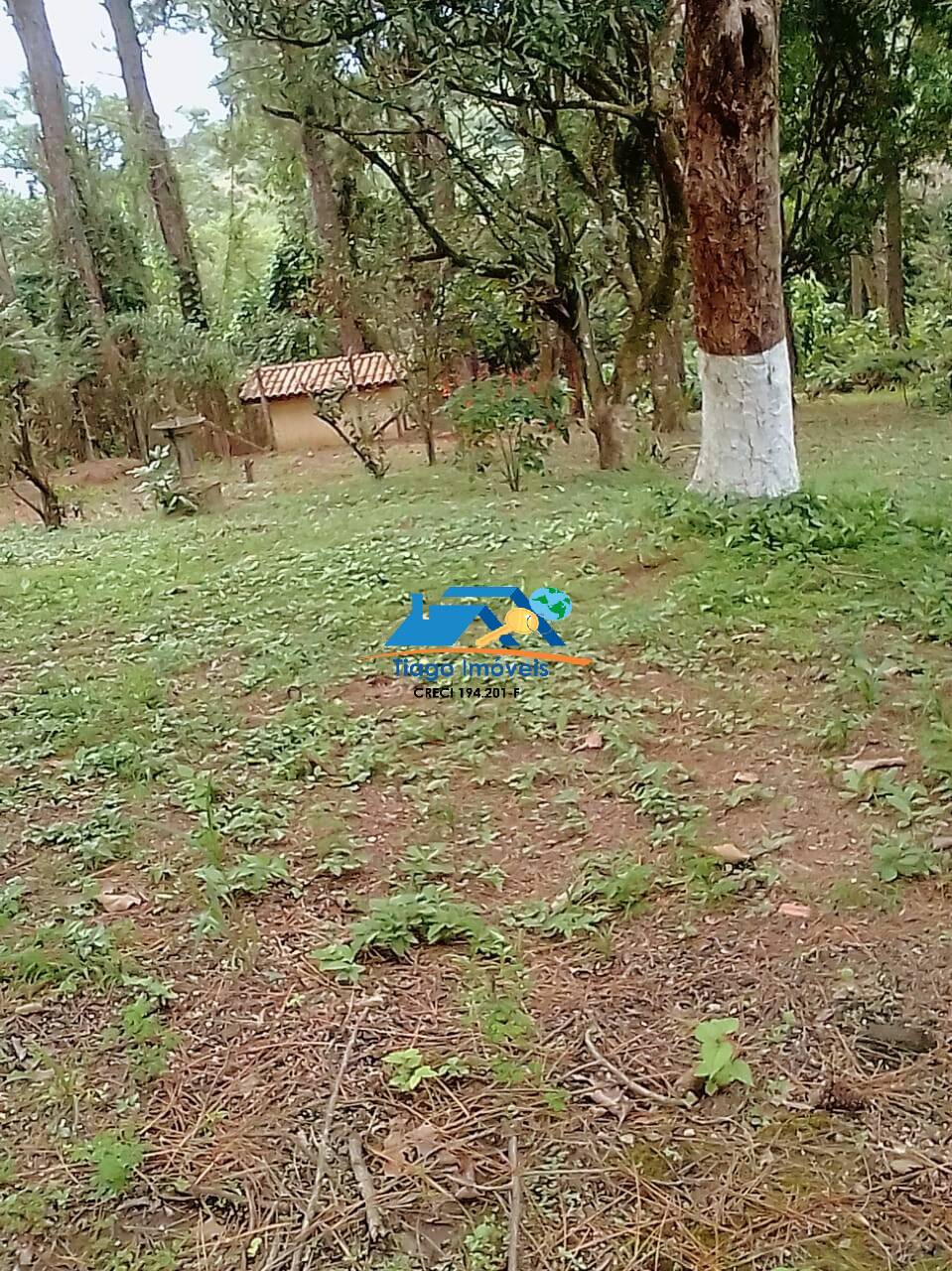 Fazenda à venda com 1 quarto, 2000m² - Foto 5