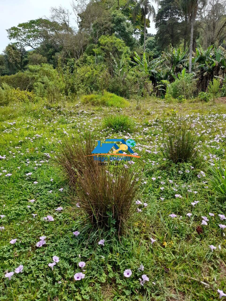 Fazenda à venda com 4 quartos, 500m² - Foto 16