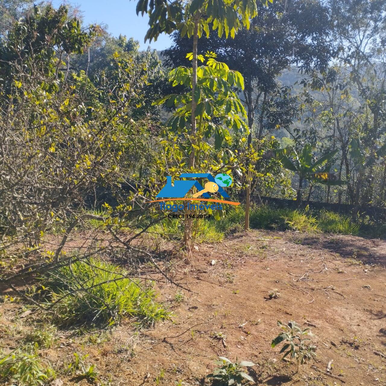 Fazenda à venda com 2 quartos, 1000m² - Foto 4